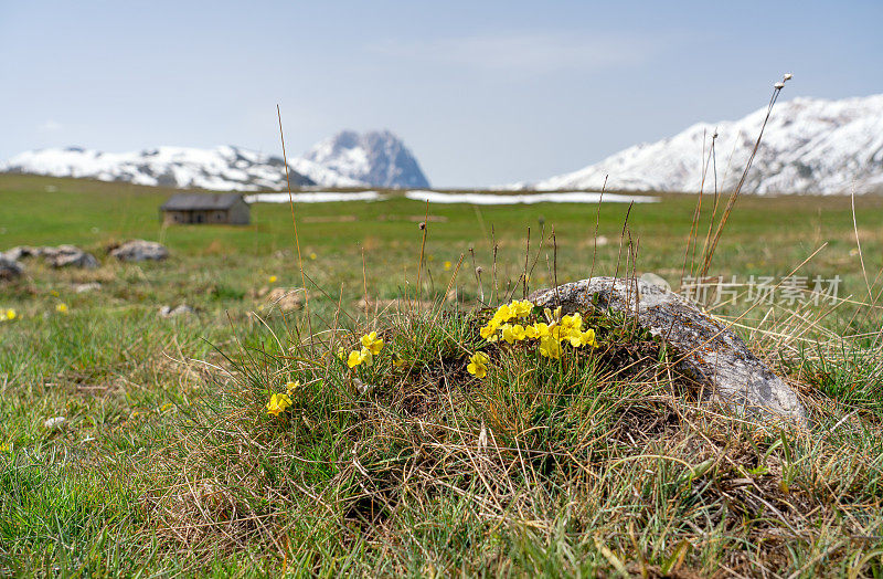 Corno Grande与野花草地Campo Imperatore，意大利Abruzzi